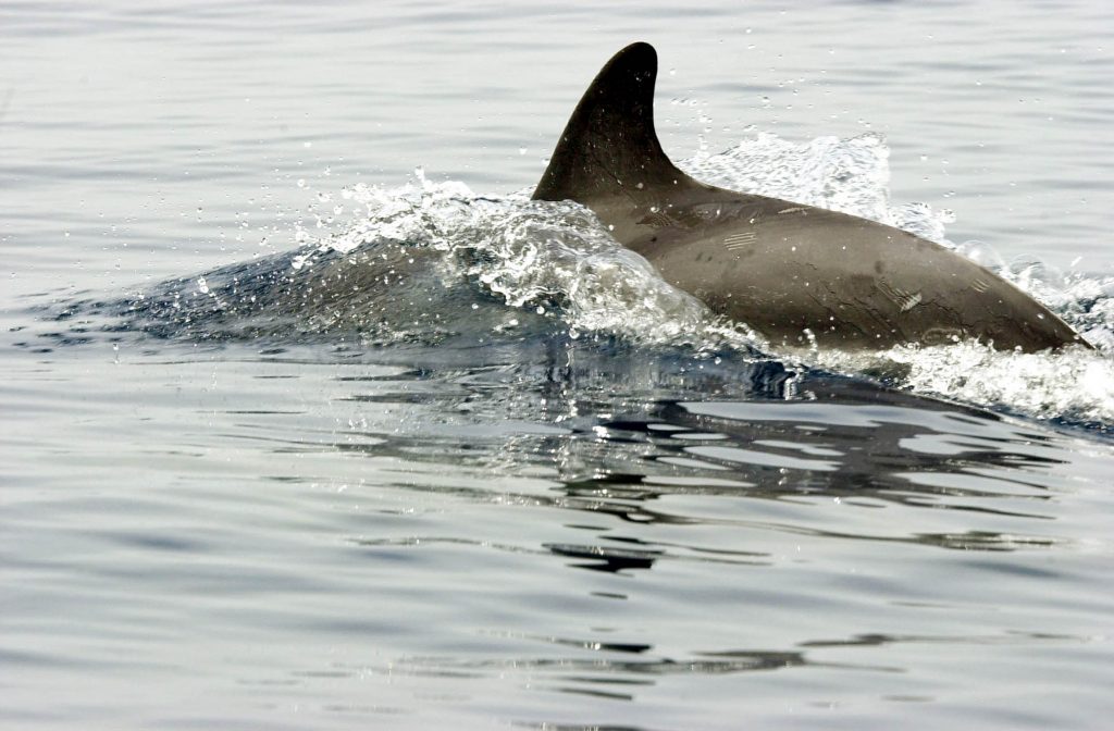 Η προστασία των θαλασσίων θηλαστικών στο επίκεντρο της συνάντησης του Γ. Μανιάτη με τον εμπειρογνώμονα ΡΙκ Ο’ Μπάρι