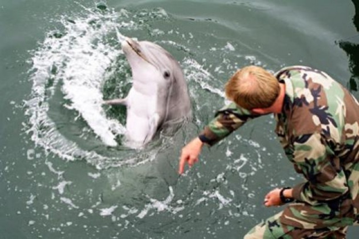 Και τα “δελφίνια – στρατιώτες” της Κριμαίας υπό ρωσικό έλεγχο!