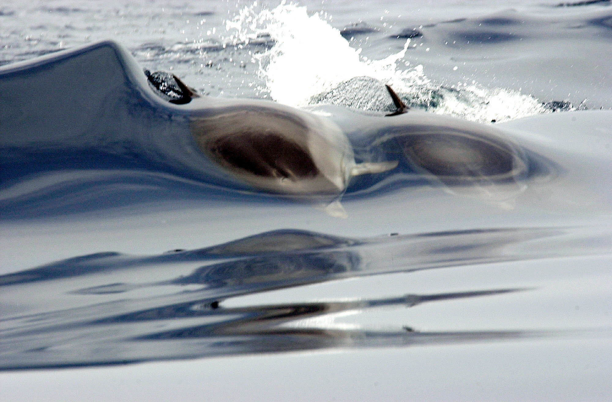 Δύο δελφίνια ο Τομ και η Μίσα ξανακολυμπούν στο Αιγαίο