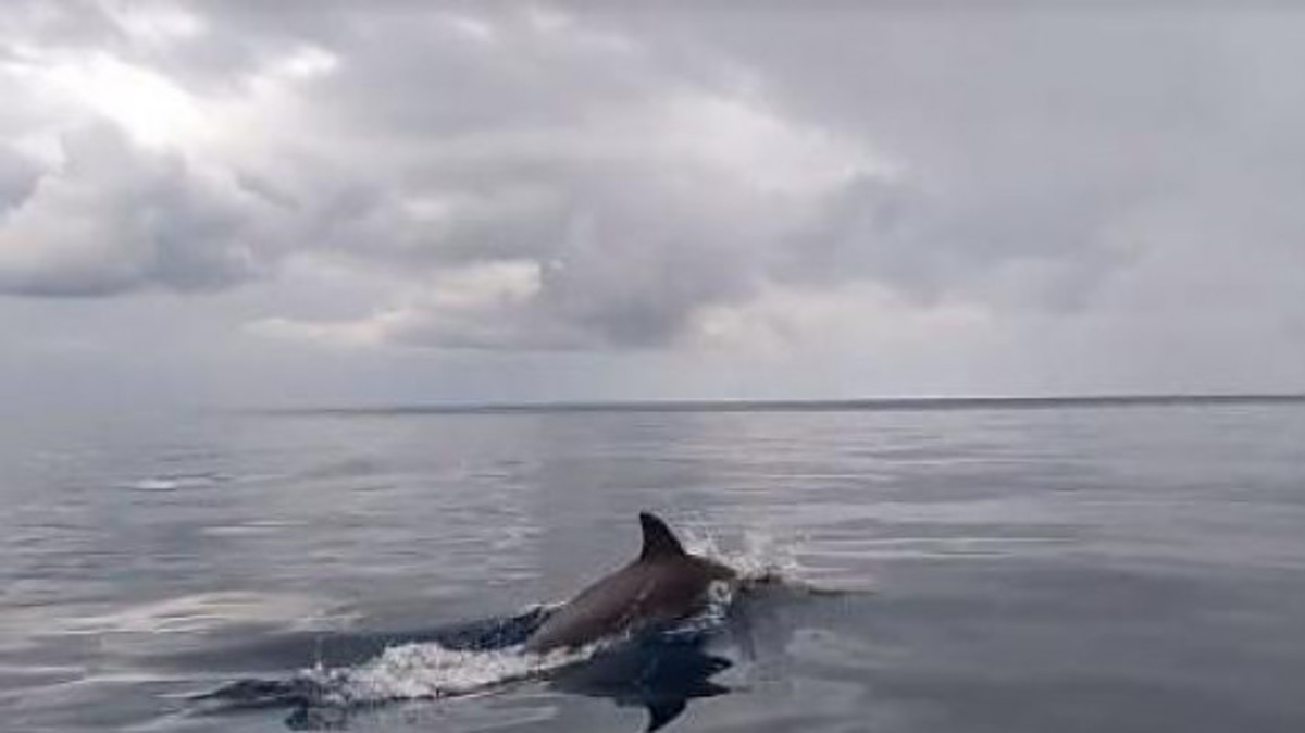 Εντυπωσιακό βίντεο! Δελφίνια βολτάρουν στην θάλασσα