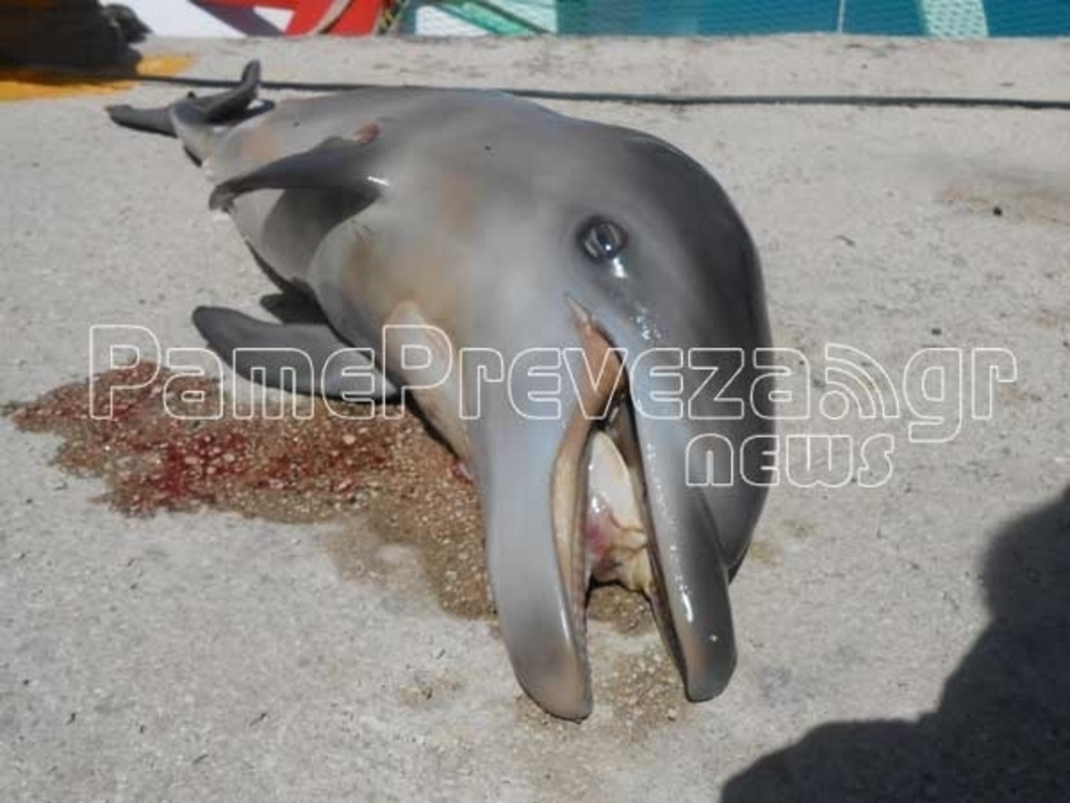 Πρέβεζα: Μωρό δελφίνι βρέθηκε να επιπλέει νεκρό με τραύμα στο κεφάλι (ΦΩΤΟ)