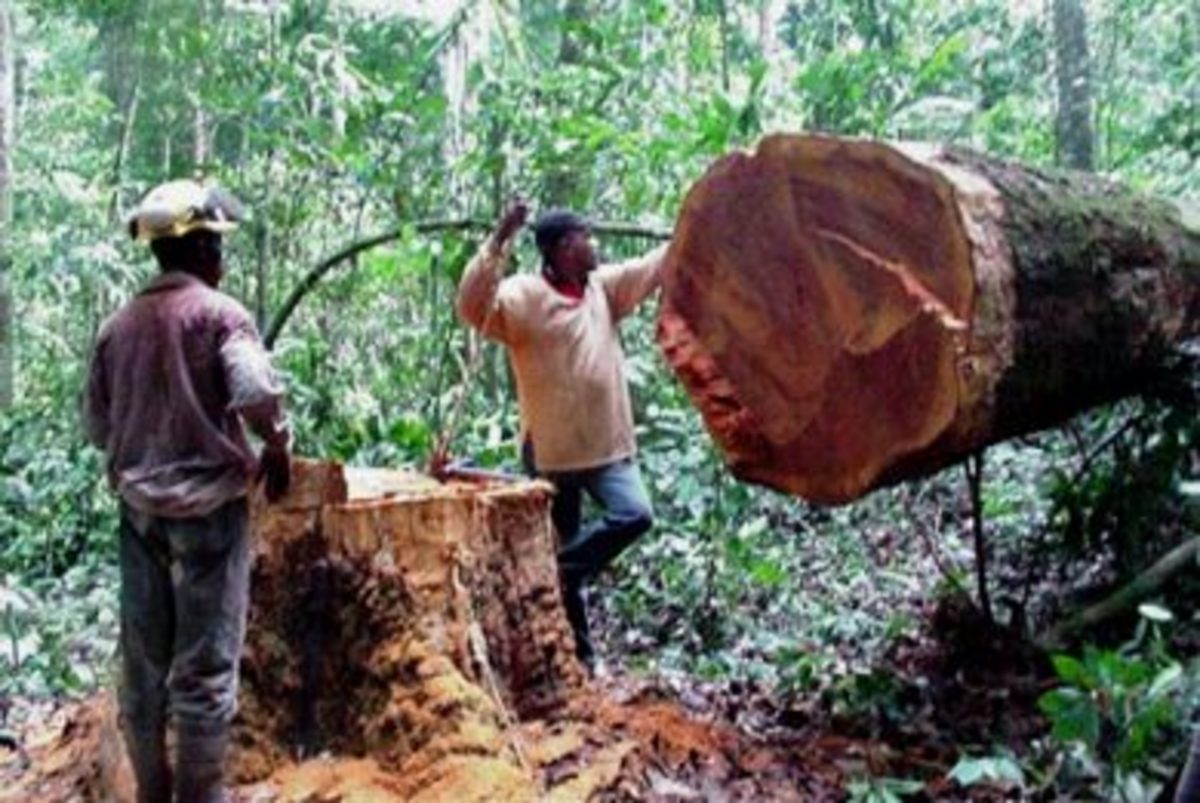 Από λαθροϋλοτόμηση,  το 40% της παγκόσμιας ξυλείας…
