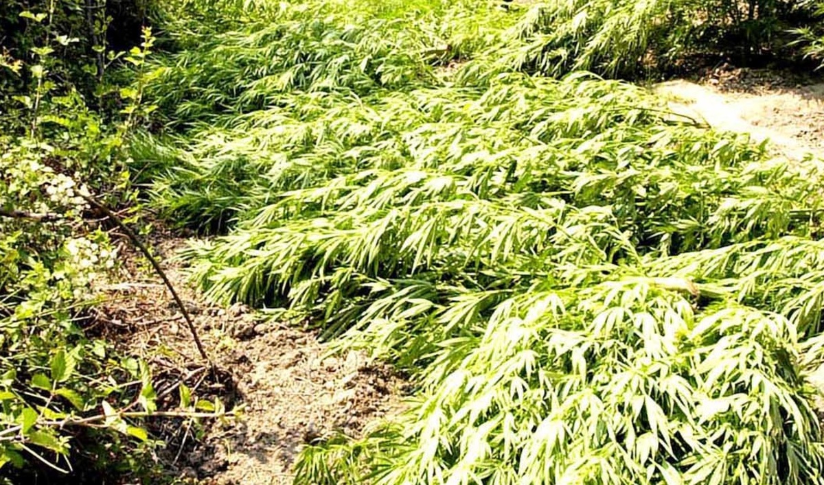 Θερμοκήπιο… κάνναβης στο Τυμπάκι
