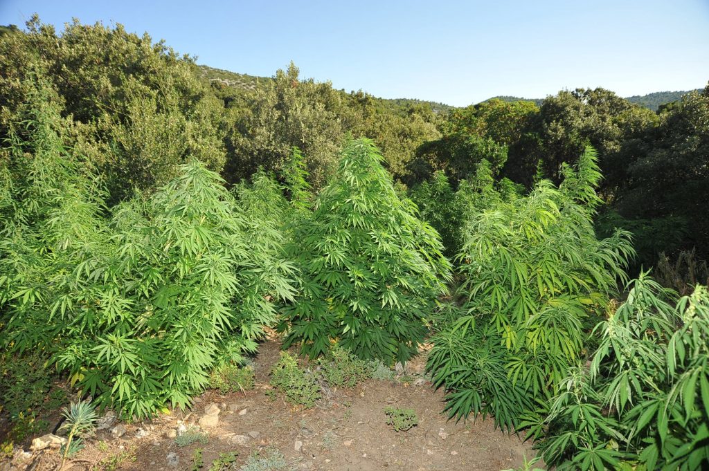 Σάμος: Καλλιεργούσαν χασίς… οικογενειακώς!