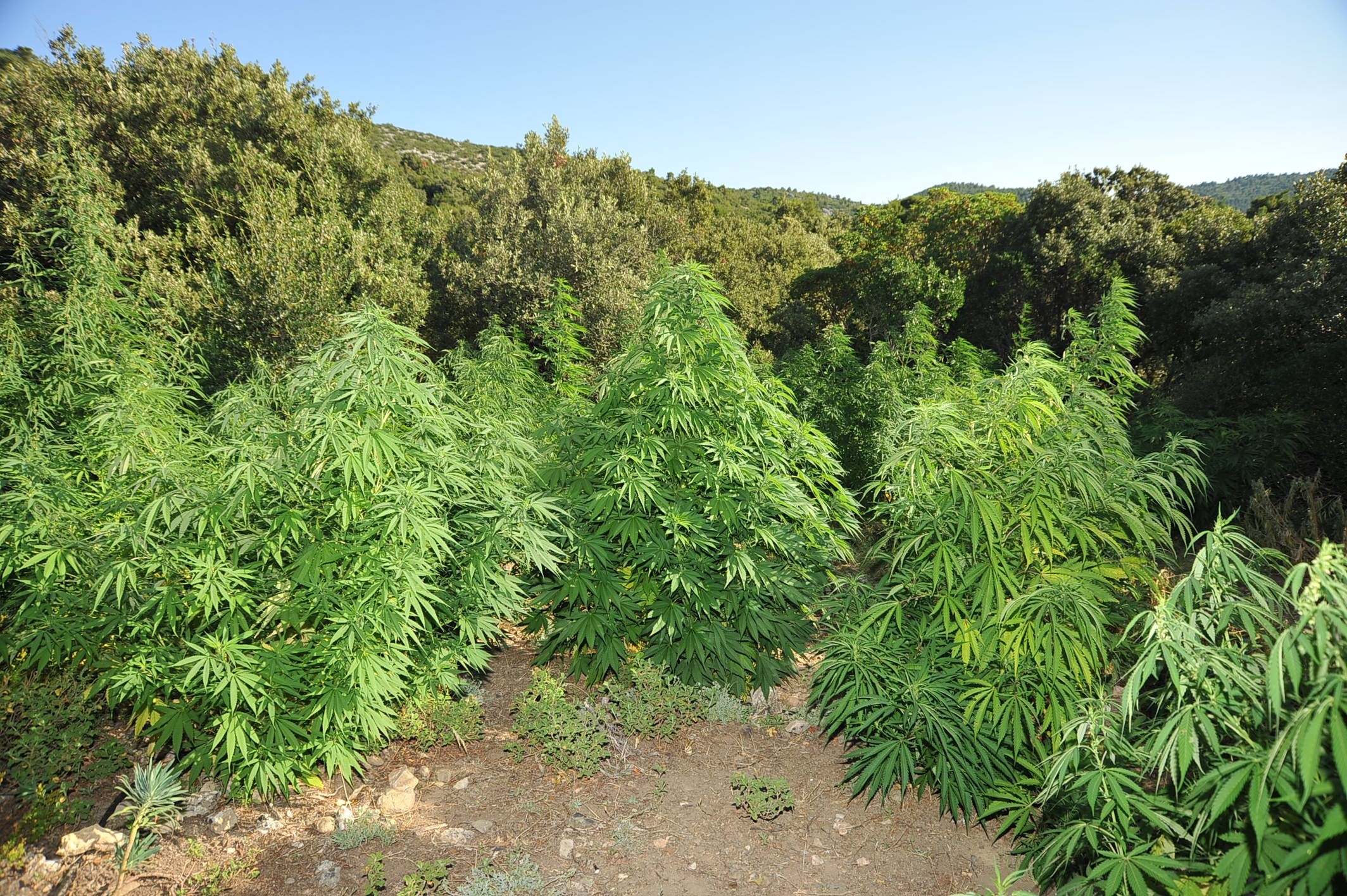 Σάμος: Καλλιεργούσαν χασίς… οικογενειακώς!