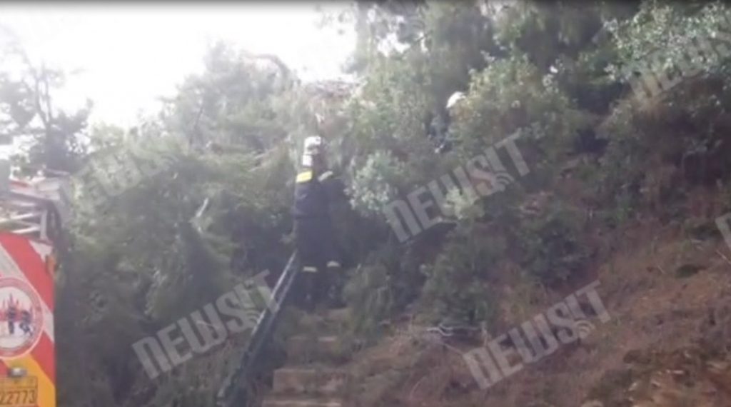 Κοπές δέντρων στην Αττική