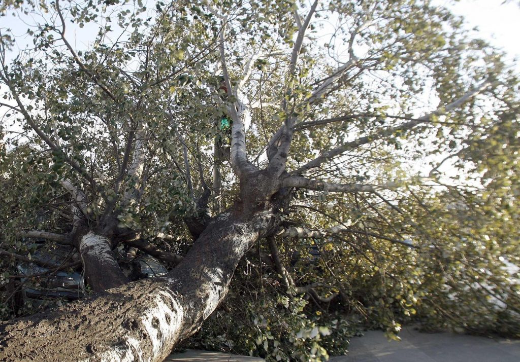 Τρίκαλα: Καταπλακώθηκε από δέντρο