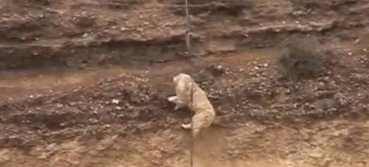 Κόρινθος: Το βίντεο της συγκλονιστικής διάσωσης σκύλου, στον Ισθμό!