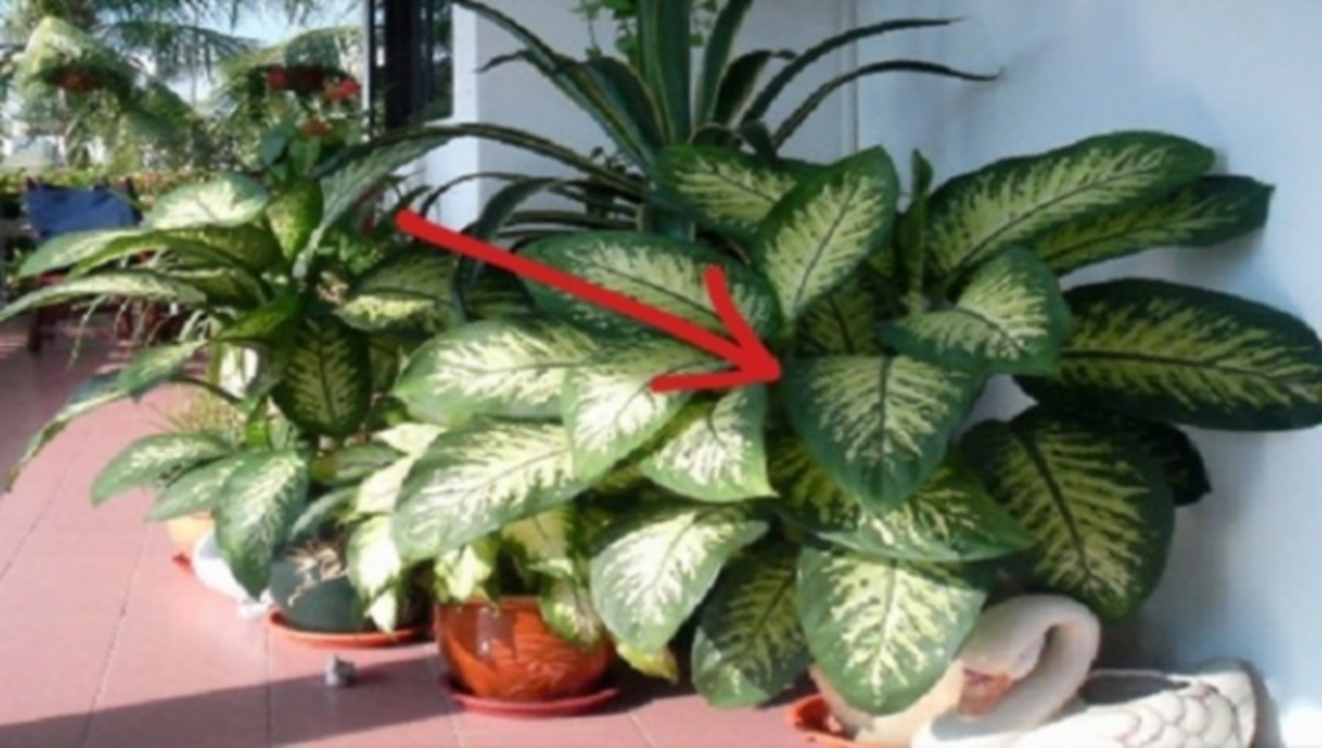 ΠΡΟΣΟΧΗ: Αυτό το φυτό προκαλεί τοξική δηλητηρίαση – Υπάρχει σε χιλιάδες σπίτια