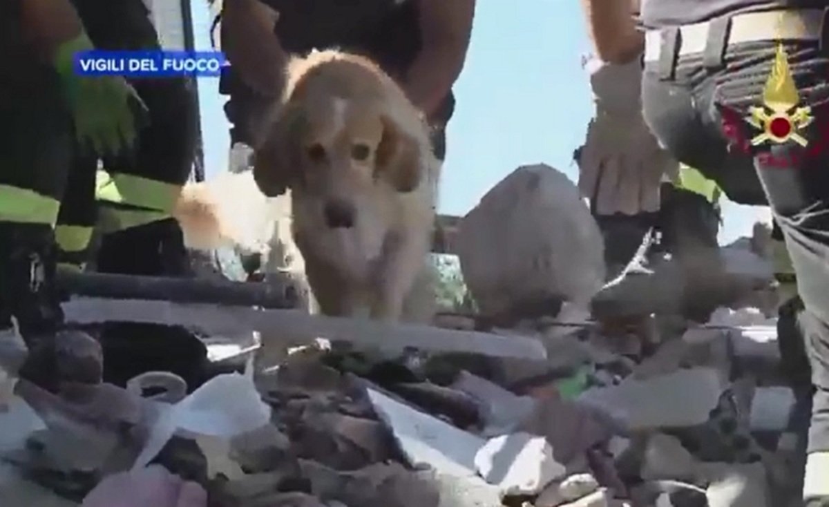 Συγκλονιστικό βίντεο! Ο σκύλος Ρομέο που βρέθηκε στα χαλάσματα στην Ιταλία μετά από 9 ημέρες