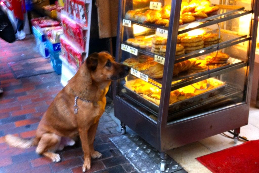 Ποια παρουσιάστρια ξέχασε τον σκύλο της επτά ώρες έξω από τον φούρνο;