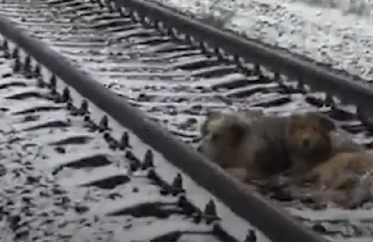 Τρένο περνά πάνω από σκύλο που εγκλωβίστηκε στις ράγες του! Δείτε τι απίστευτο κάνει ο άλλος σκύλος για να το σώσει