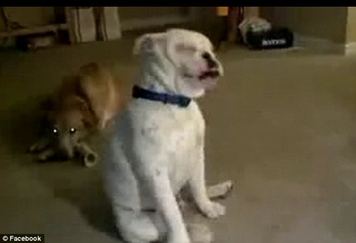 Κουφό σκυλάκι «χορεύει»… μπλουζ (VIDEO)