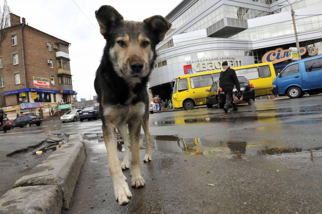 Αδέσποτα σκυλιά επιτέθηκαν και σκότωσαν γνωστό οικονομολόγο στη Σόφια – Ενδεχόμενο μαζικής θανάτωσης