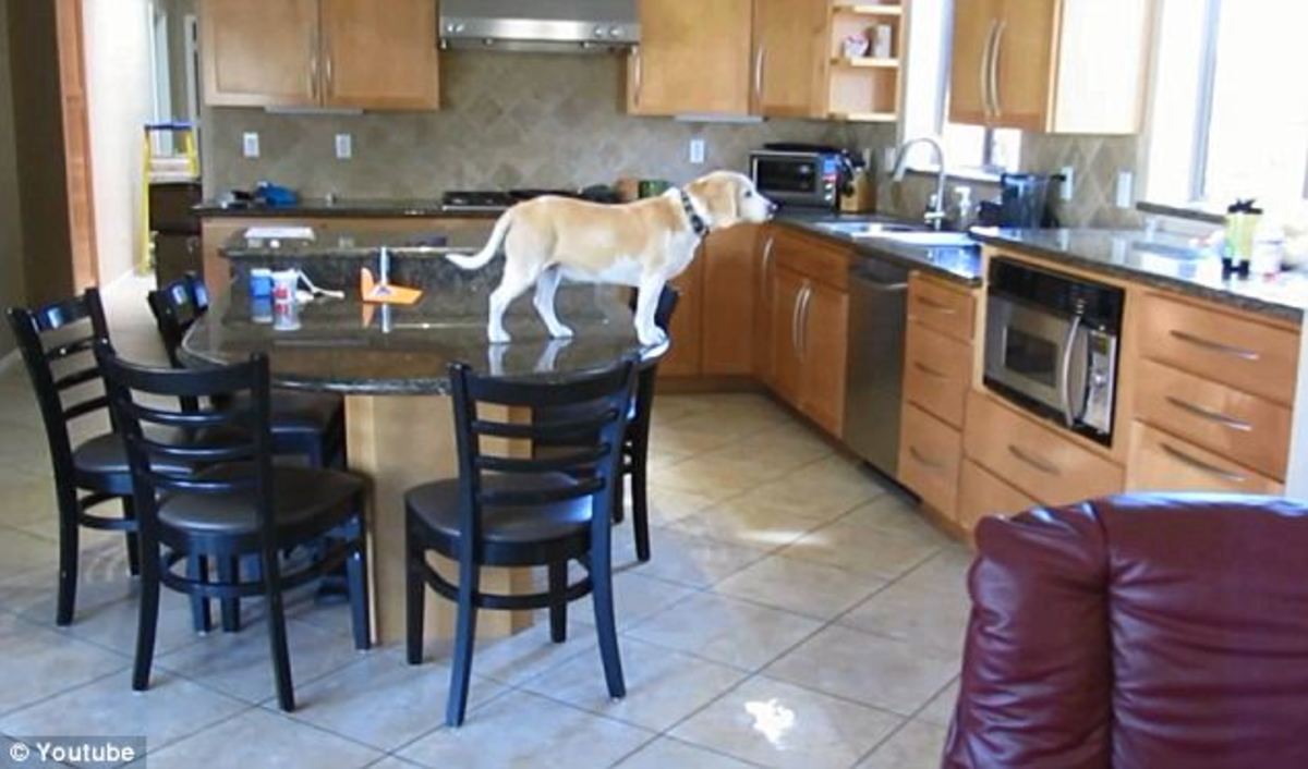 Γαβ! Πείνασα και άνοιξα το φούρνο! (ΦΩΤΟ, VIDEO)