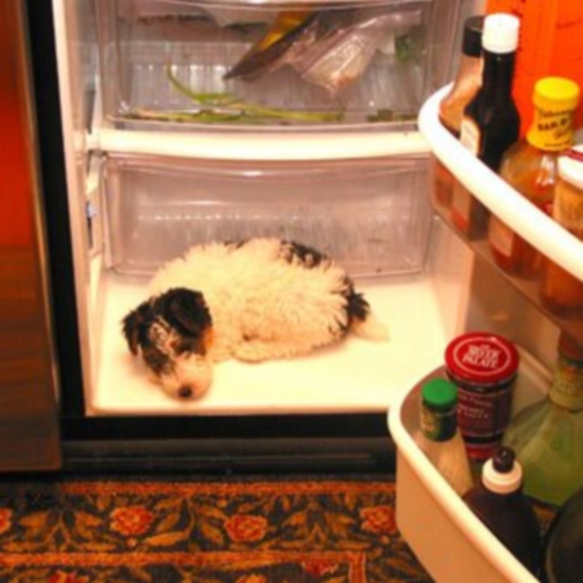 Ιεράπετρα: Οι ληστές έκλεισαν το σκυλί… στο ψυγείο!