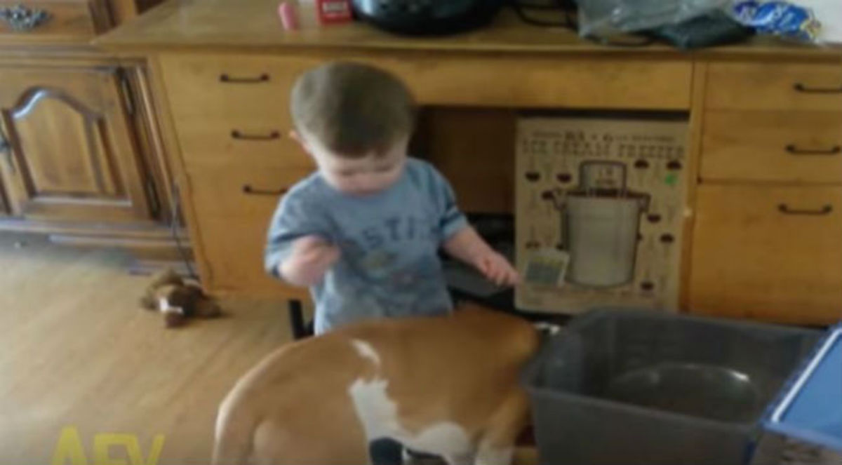Ξεκαρδιστικό βίντεο: O μπόμπιρας προσπαθούσε να ταϊσει τον σκύλο και προσγειώθηκε μέσα στο πιάτο του!