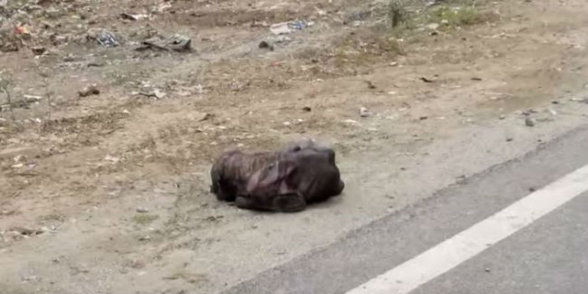 Απίστευτη μεταμόρφωση αδέσποτου σκύλου που ήταν έτοιμος να πεθάνει!