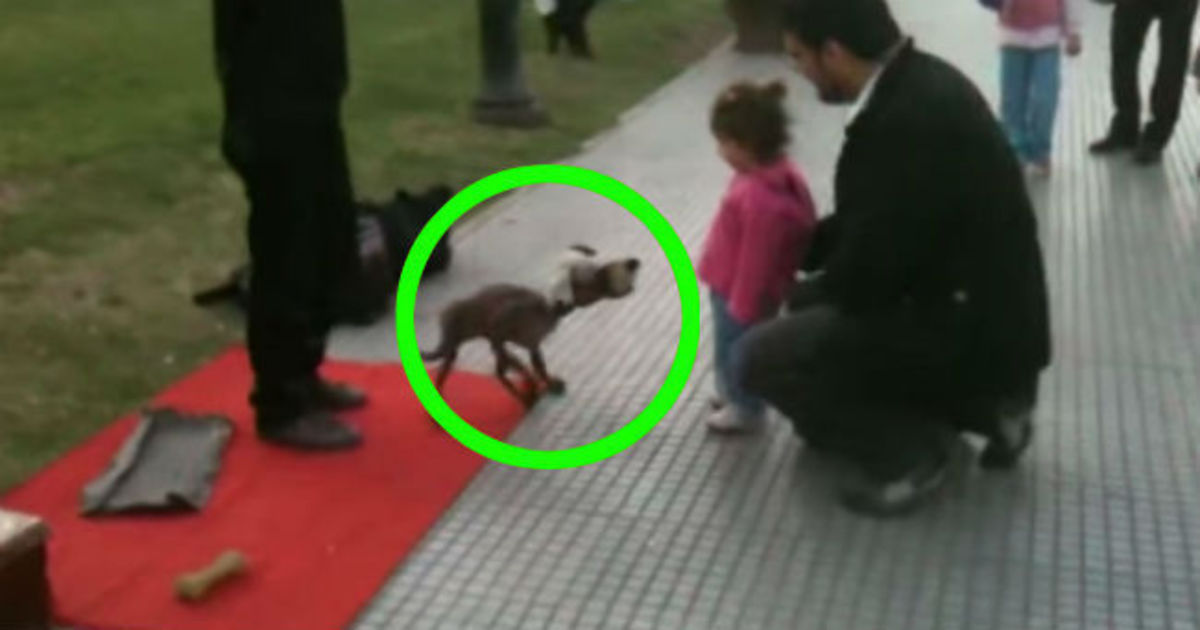 Αυτό το κοριτσάκι ήθελε να παίξει με τον σκύλο – Κοιτάξτε όμως πιο κοντά γιατί δεν πρόκειται για κατοικίδιο!