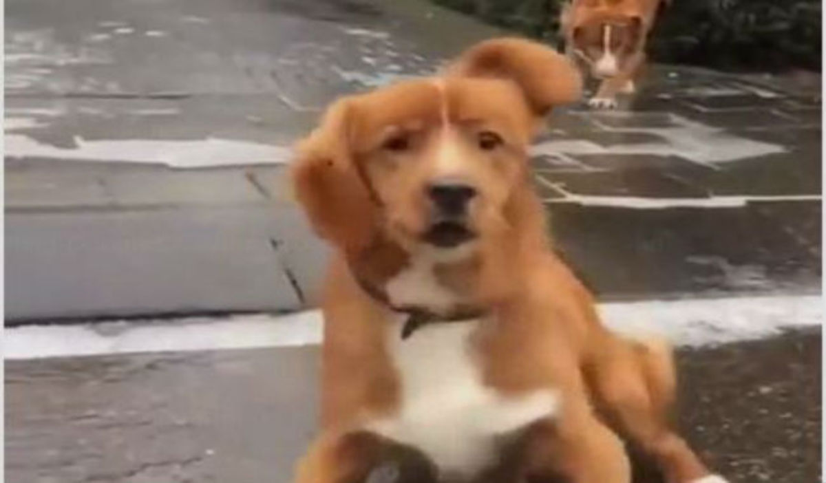 Ξεκαρδιστικό:  Η αντίδραση του σκύλου όταν γλιστράει πάνω σε ολισθηρό δρόμο!