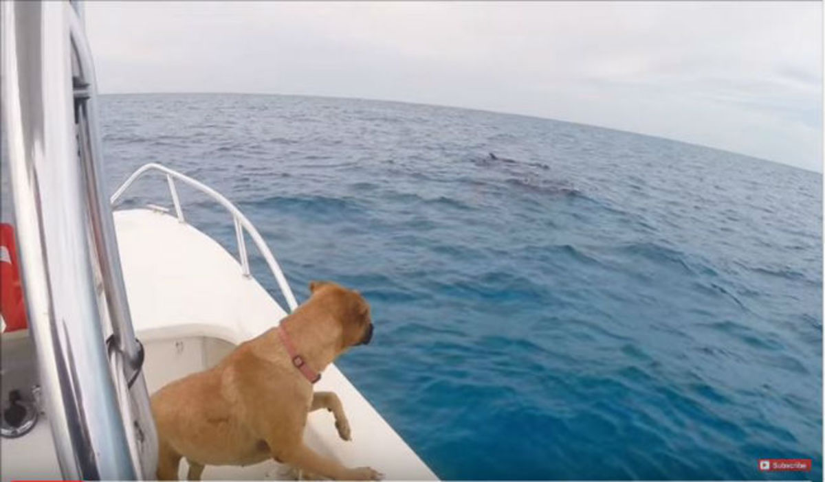 Δείτε την συγκινητική αντίδραση αυτού του σκύλου που είδε για πρώτη φορά από κοντά δελφίνια! (vid)