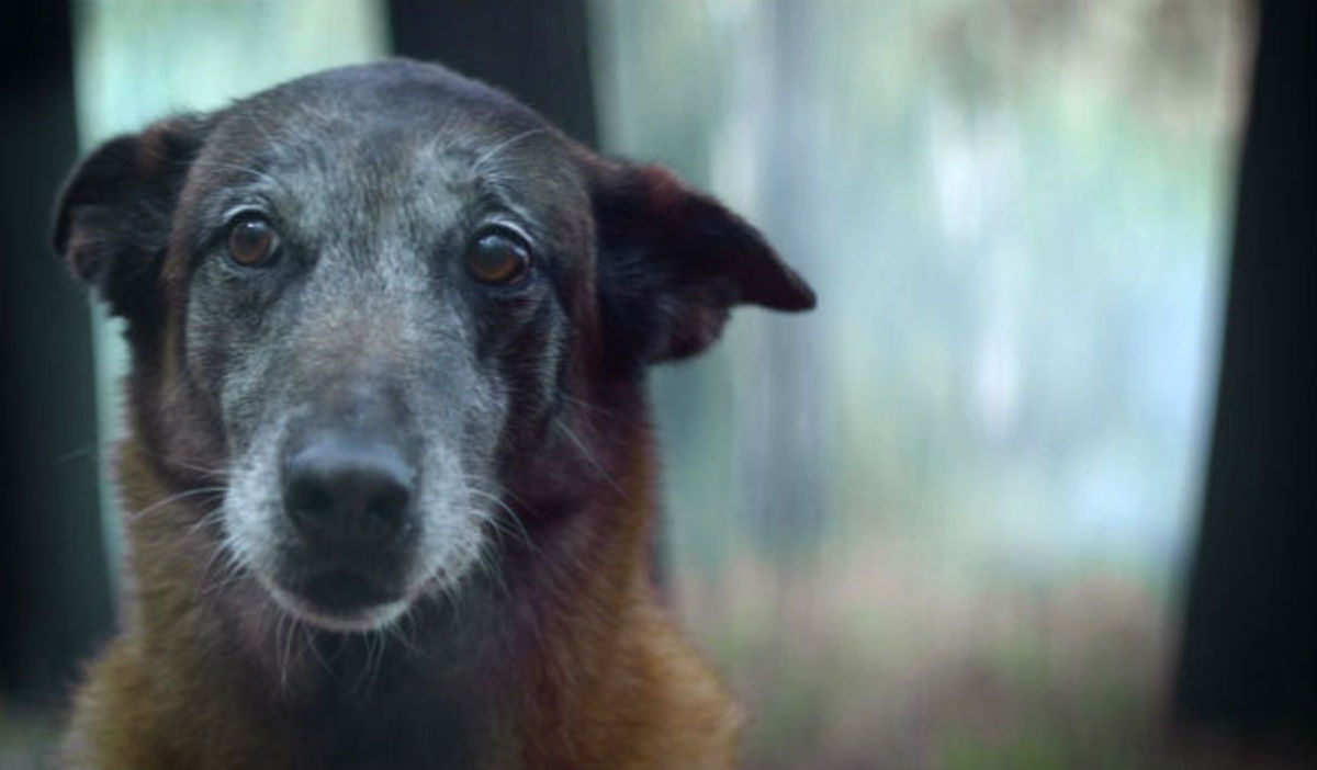 Πότε μην εγκαταλείψετε το σκύλο σας – Το βίντεο που θα σας συγκινήσει! (video)