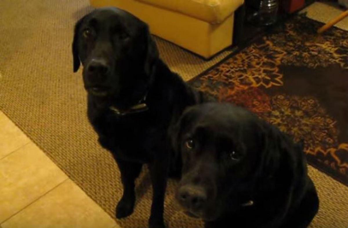 Ξεκαρδιστικό βίντεο: Δείτε πως «κάρφωσε» ένας σκύλος τον αδελφό του για ένα… μπισκότο!