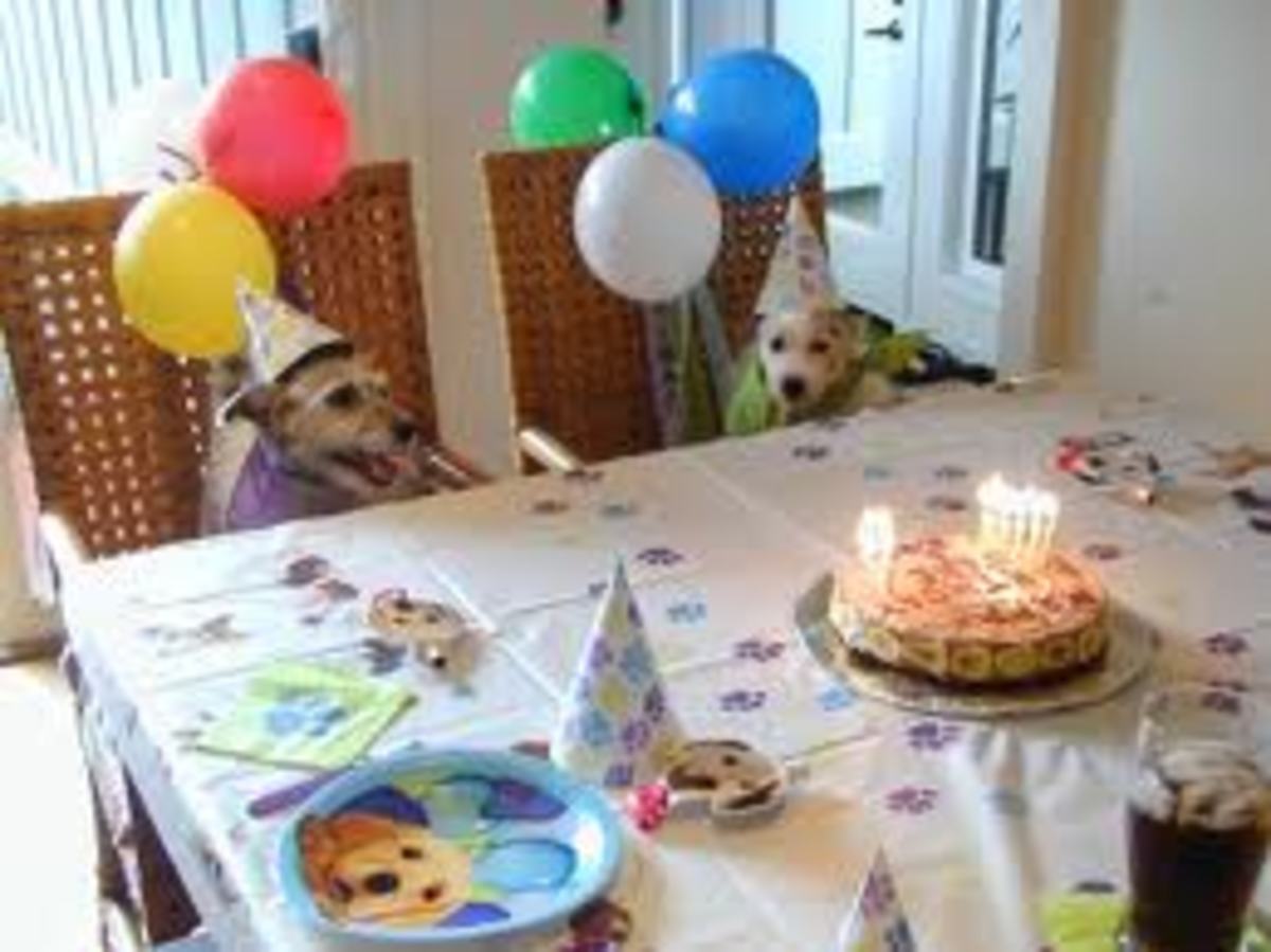“Παιδικά πάρτι” για… σκύλους!