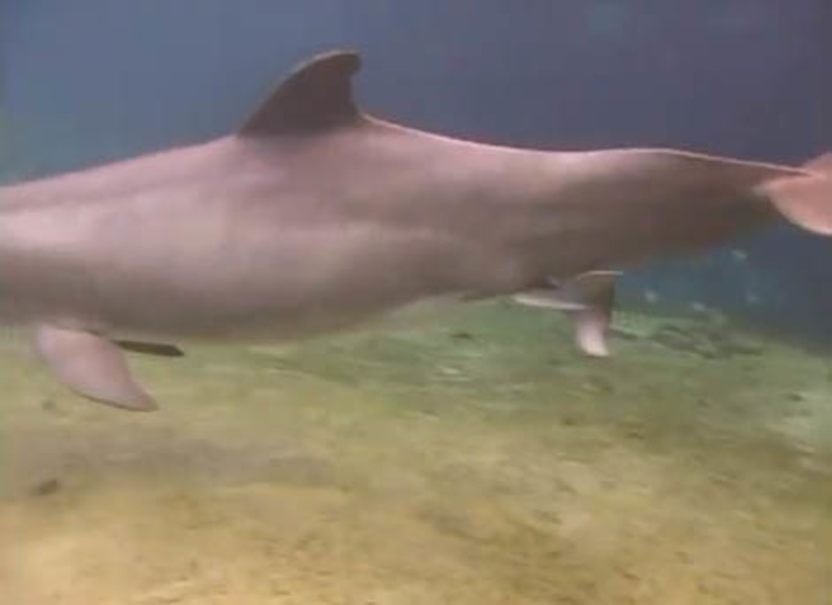 Η μαγική στιγμή της γέννησης ενός δελφινιού – Δείτε το video