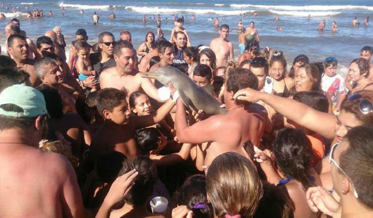 Εξοργιστικό: Σπάνιο είδος δελφινιού πέθανε γιατί οι λουόμενοι το έβγαλαν στην παραλία για να βγάλουν selfies!