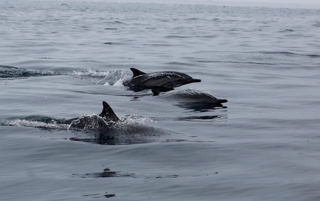 Αποτρόπαιο θέαμα! Έχει γεμίσει η Μαύρη Θάλασσα με νεκρά δελφίνια
