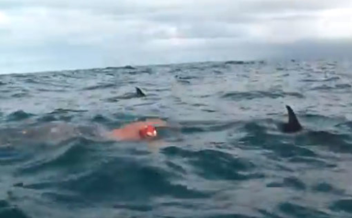 Η στιγμή που δελφίνια σώζουν κολυμβητή από καρχαρία! – ΒΙΝΤΕΟ