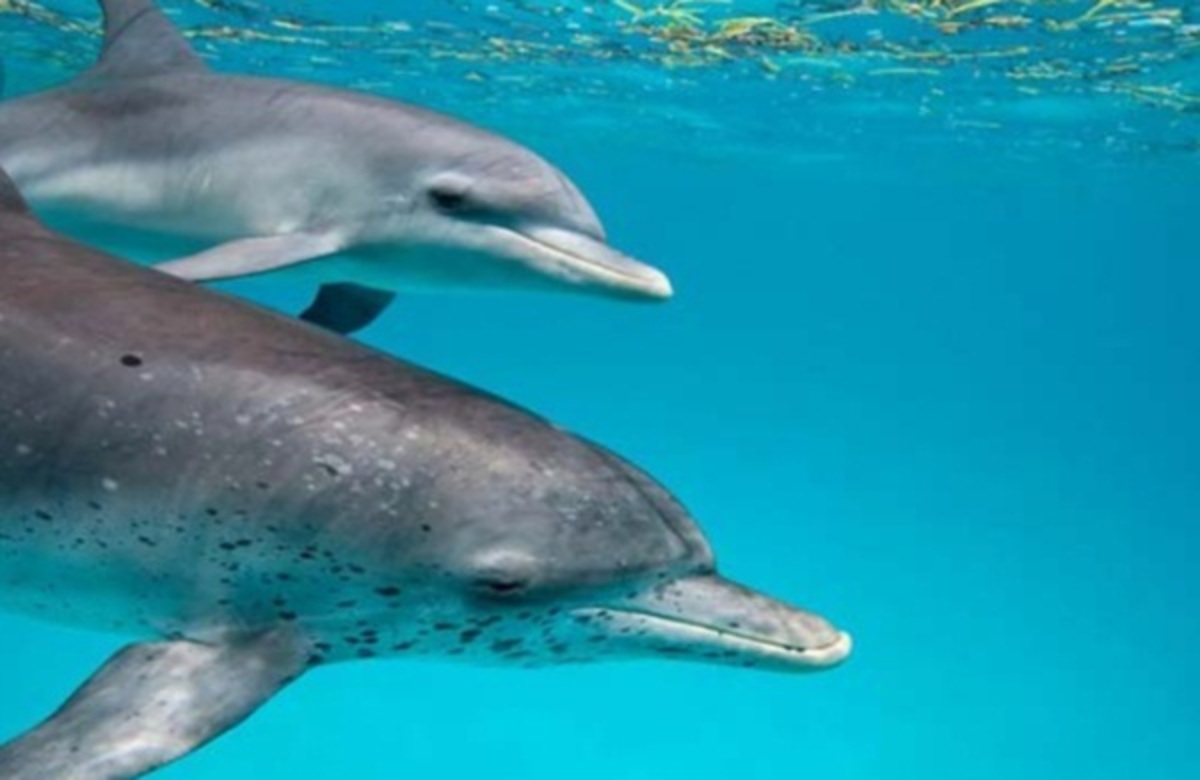 Πάνω απο 870 δελφίνια ξεβράστηκαν νεκρά – Υποψίες οτι πέθαναν απο ιλαρά