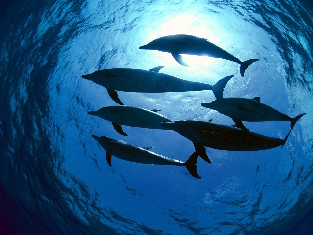 Έσωσαν κοπάδι δελφινιών χρησιμοποιώντας ως δόλωμα ένα απο τα μωρά τους