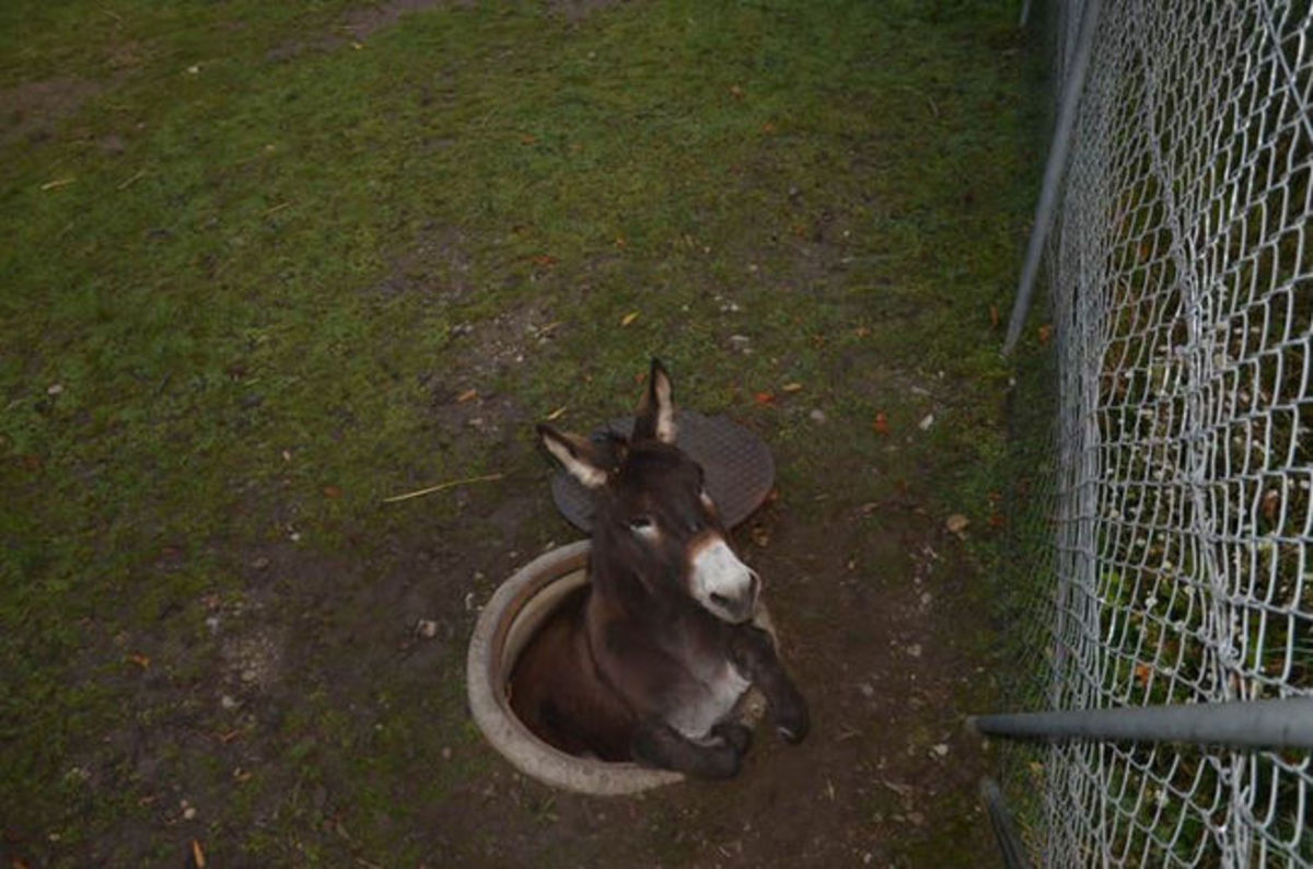 Nilo, ο άτυχος γαϊδαράκος: Το έσκασε από ζωολογικό κήπο και έπεσε σε φρεάτιο