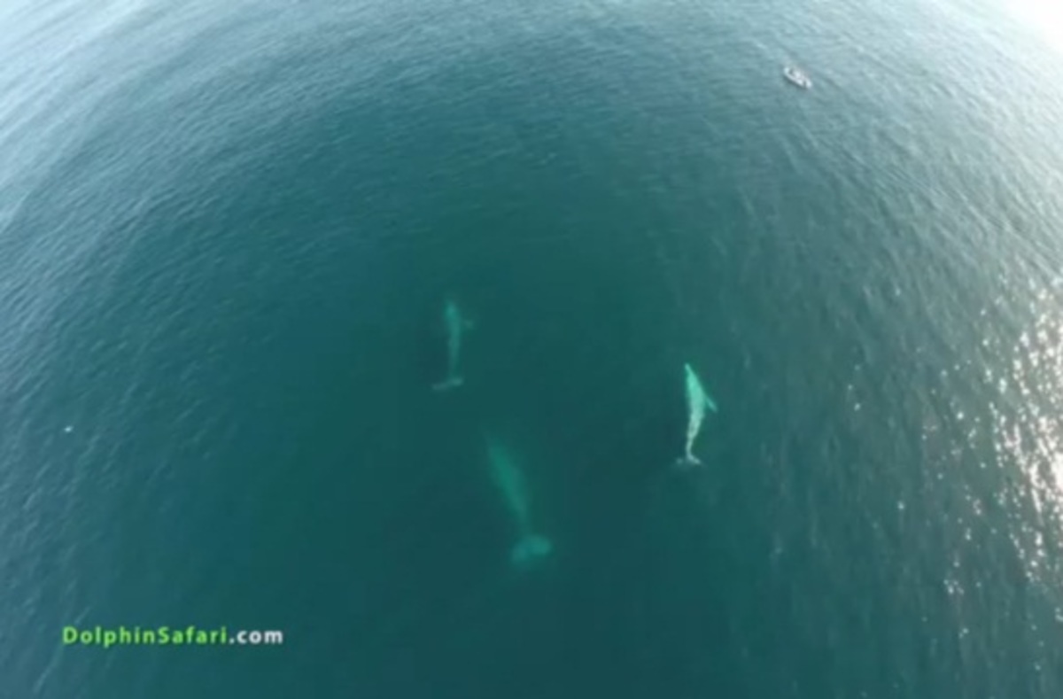 Εκπληκτικό βίντεο με εκατοντάδες δελφίνια και φάλαινες