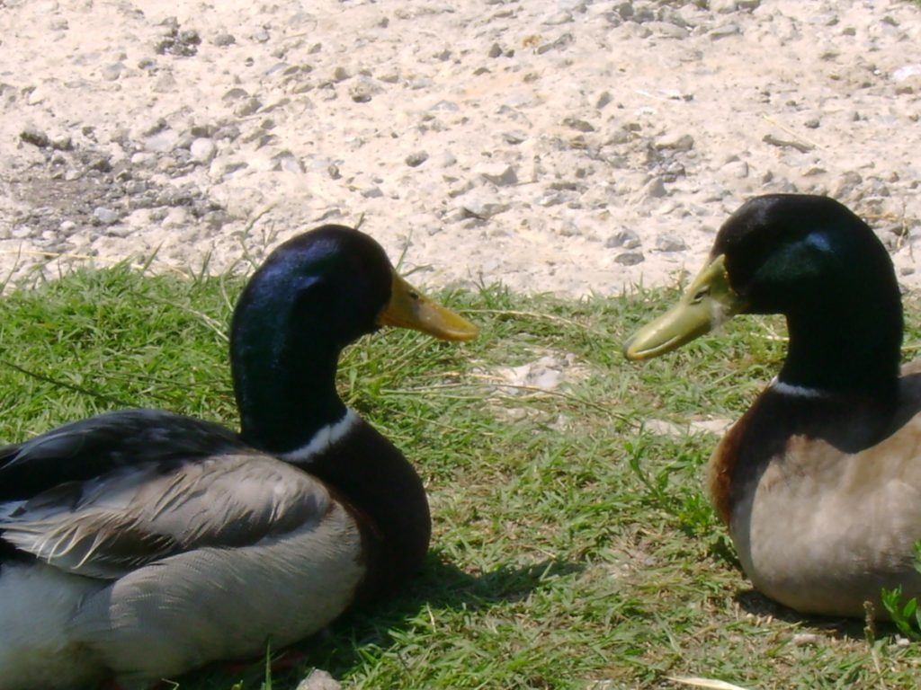 Έκθεση φωτογραφίας από παιδιά με σύνδρομο Down στη Θεσσαλονίκη (ΦΩΤΟ)