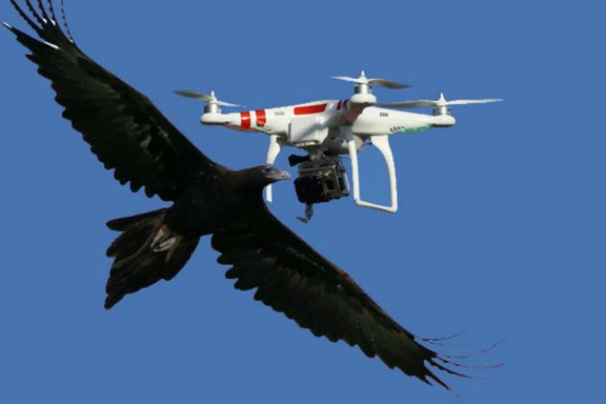 Αυτές είναι οι πιο απίστευτες επιθέσεις ζώων σε drones [vids]