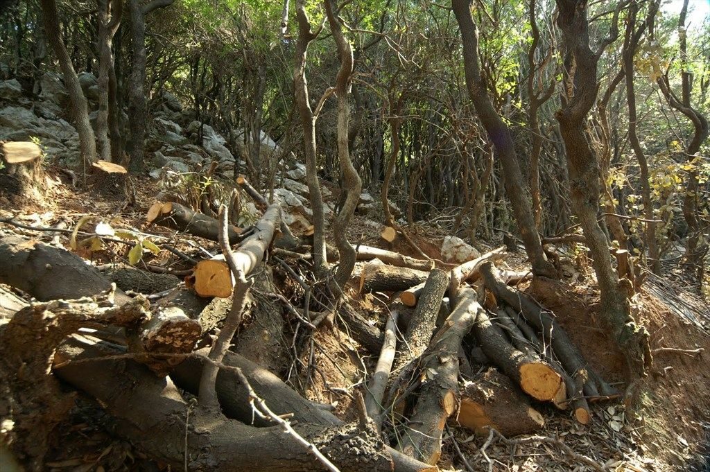 Χανιά: Δωρεάν καυσόξυλα σε απόρους