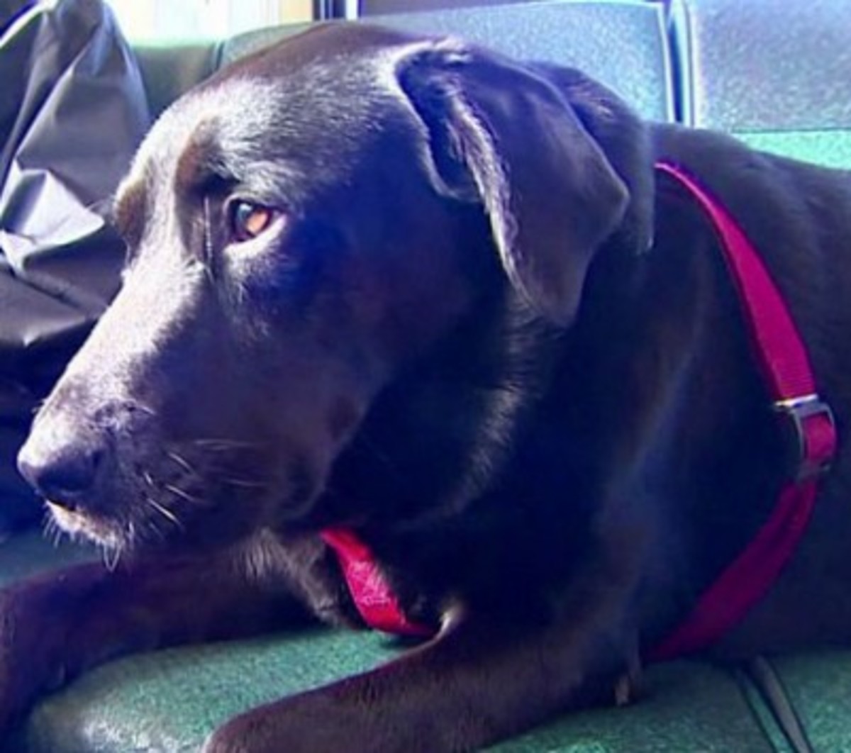 Λαμπραντόρ που παίρνει λεωφορείο