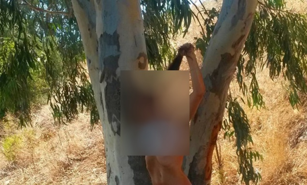 Έγινε χαμός κάτω από τον ευκάλυπτο! – ΦΩΤΟ
