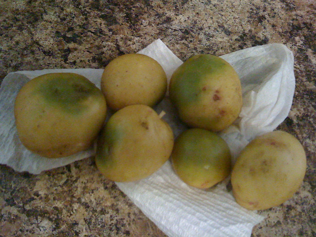 Αν δείτε αυτό στις πατάτες, πρέπει να τις πετάξετε – Κίνδυνος νευρολογικού προβλήματος