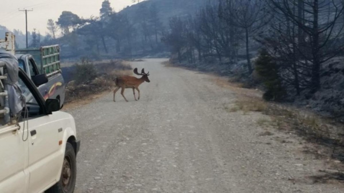 ΦΩΤΟ: Νίκος Θεοδωρίδης
