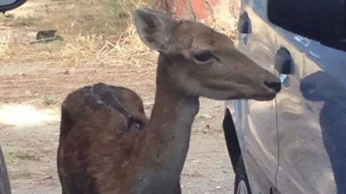 Χαροπαλεύει ελαφάκι που χτύπησαν με σκάγια για αγριογούρουνο
