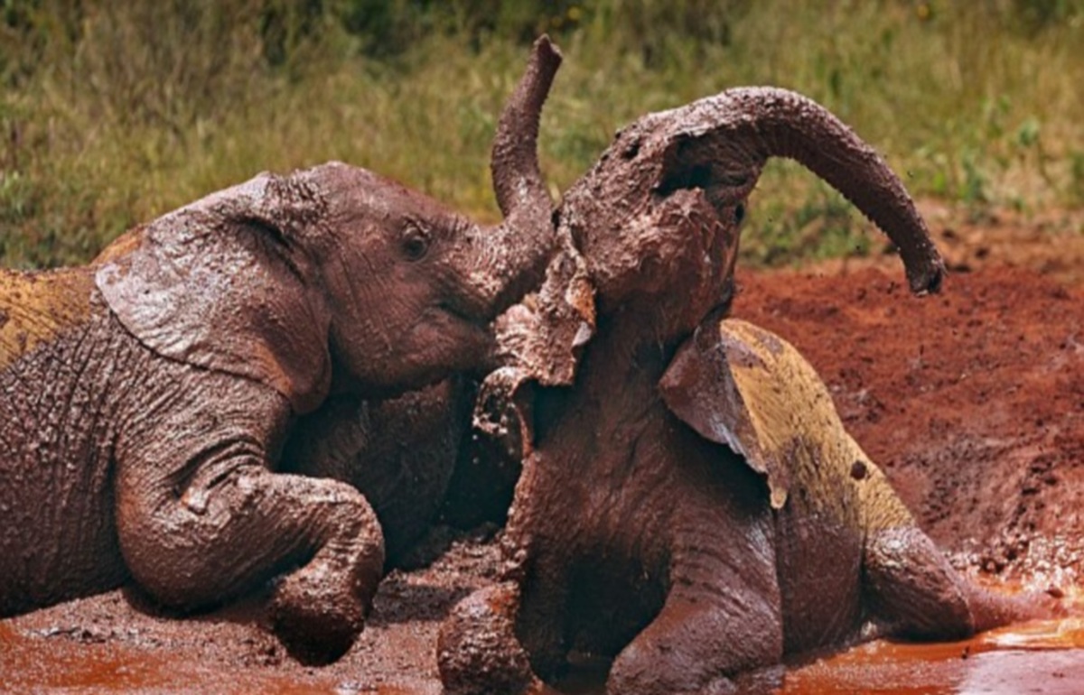 Τα ορφανά ελεφαντάκια παίζουν μέσα στη λάσπη!