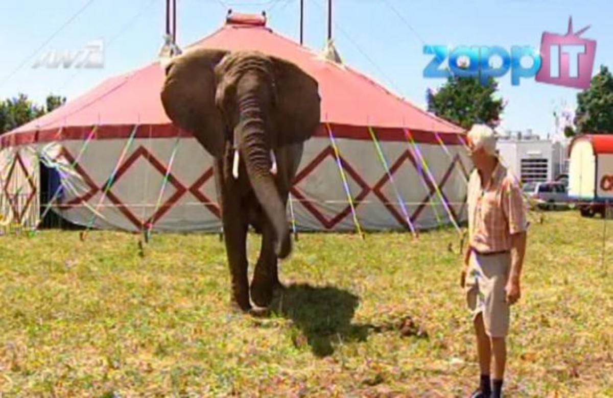 Ποιο ζωάκι αποτελεί… τον προαιώνιο φόβο των ελεφάντων;