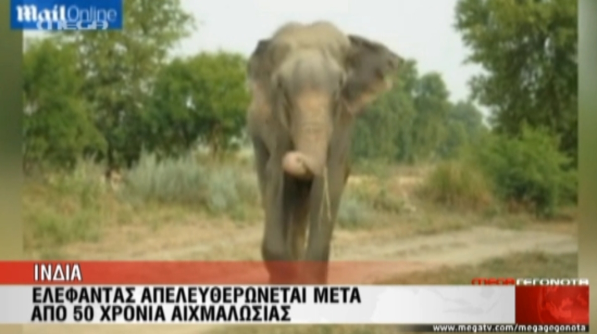 Απελευθέρωση ελέφαντα… 50χρόνια μετά!