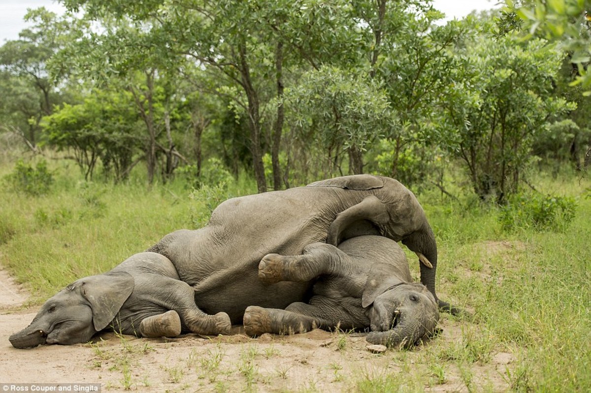 Μη φάτε ποτέ Μαρούλα! Δείτε τι έπαθαν οι ελέφαντες (ΦΩΤΟ)
