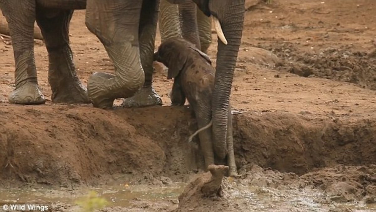 An elephant can climb. Слониха какает на слоненка.