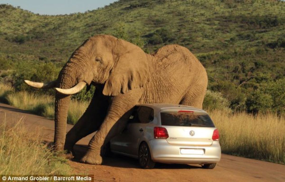 Ο ελέφαντας που ερωτεύτηκε ένα αυτοκίνητο! ΦΩΤΟ